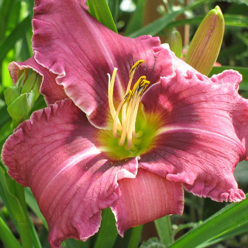 Hemerocallis Russian Ragtime (Floración)