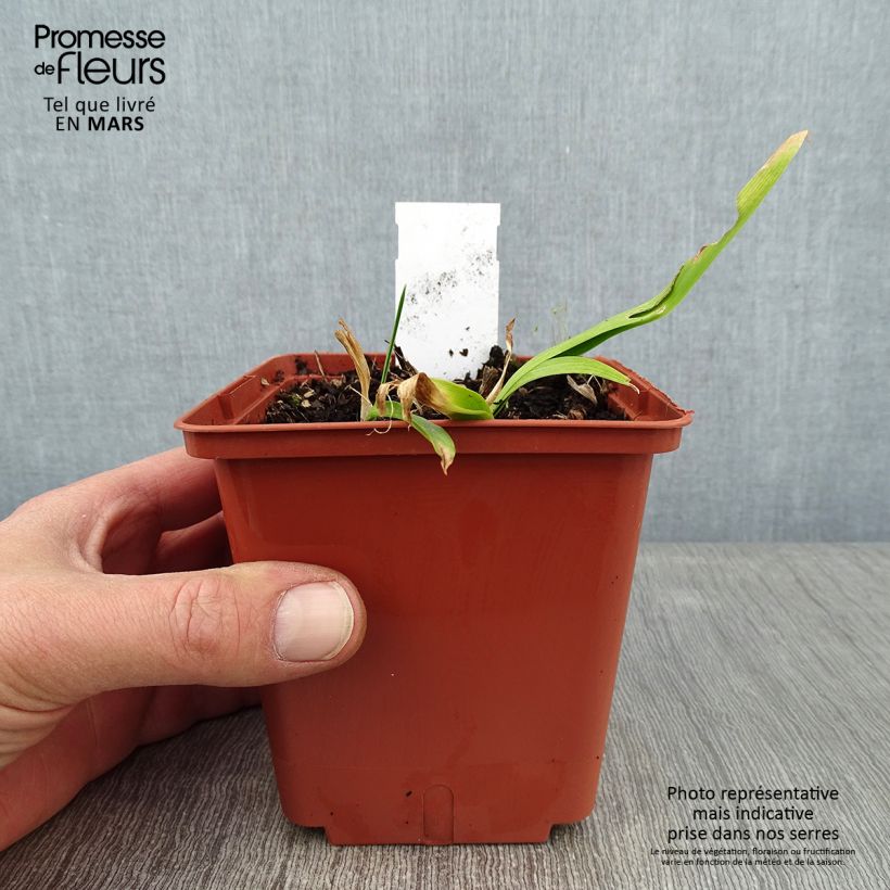 Hemerocallis Sabine Baur Maceta 1L/1,5L Ejemplar entregado en invierno