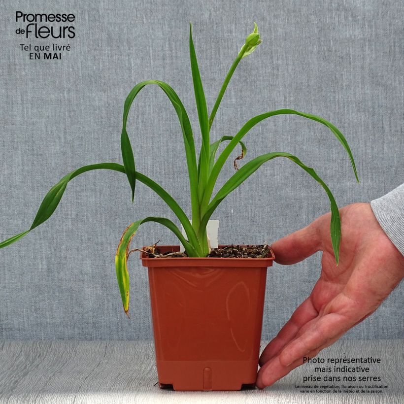 Hemerocallis Sabine Baur Maceta 1L/1,5L Ejemplar entregado en la primavera
