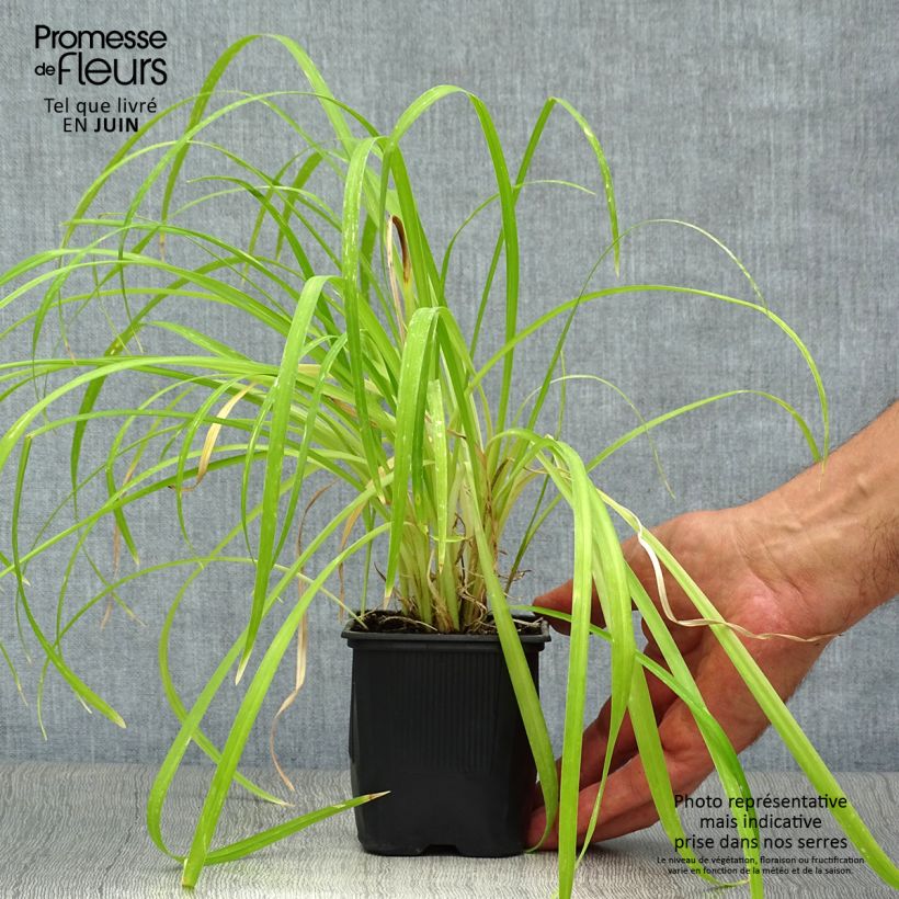 Ejemplar de Hemerocallis Sammy Russel Maceta de 8/9 cm entregado en verano