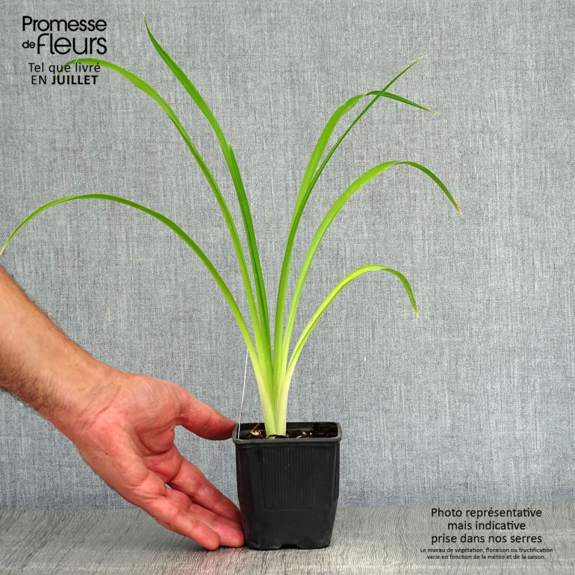 Ejemplar de Hemerocallis Shooting Star Maceta de 8/9 cm entregado en verano