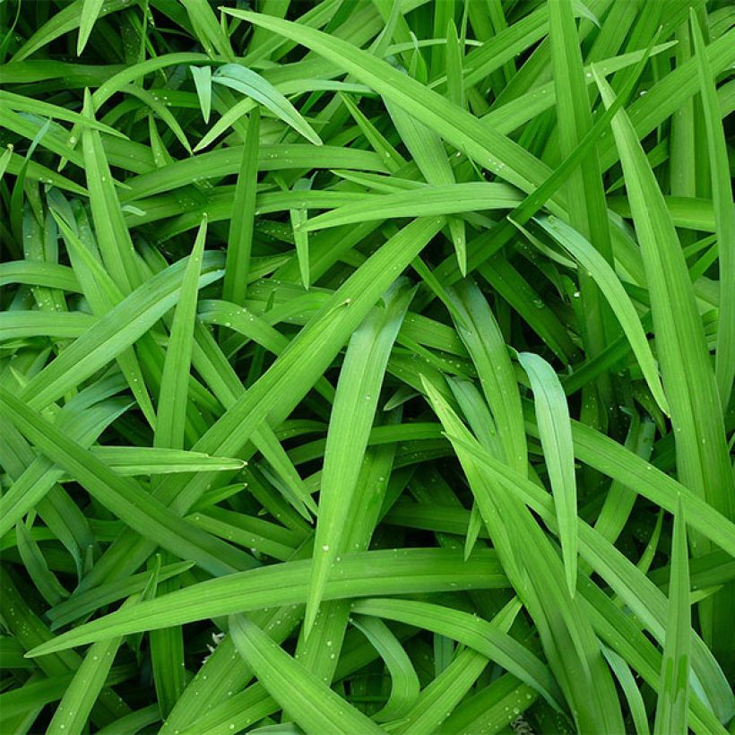 Hemerocallis Siloam Bo Peep (Follaje)