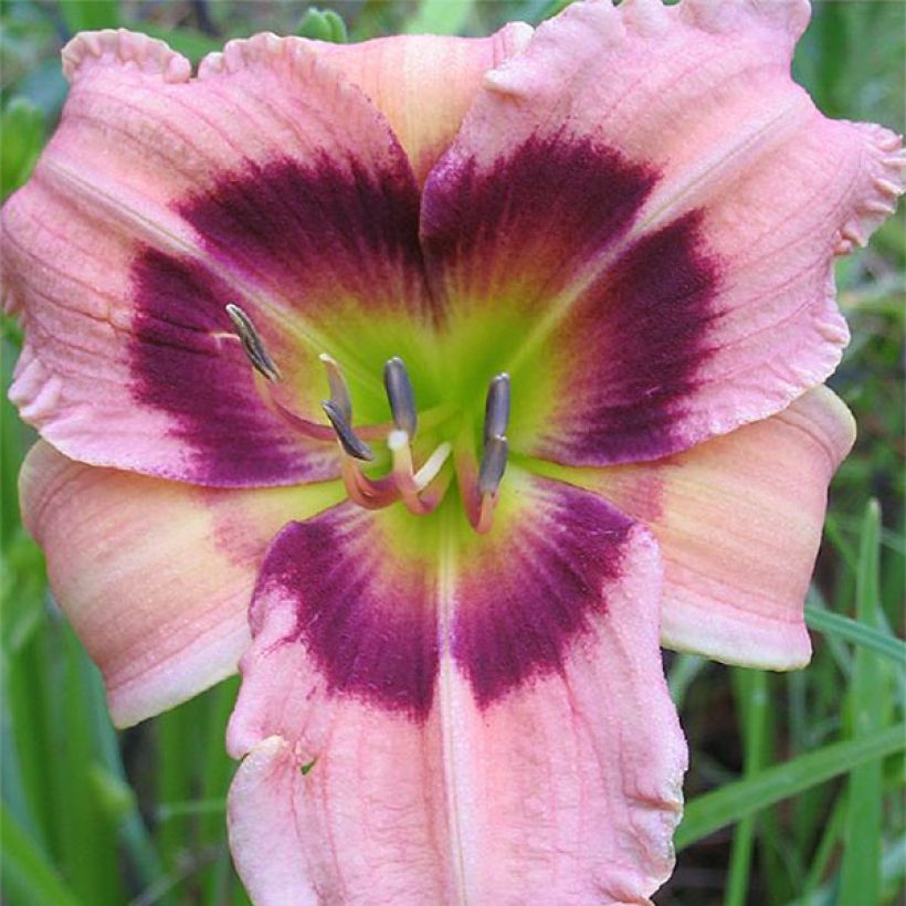 Hemerocallis Siloam Bo Peep (Floración)