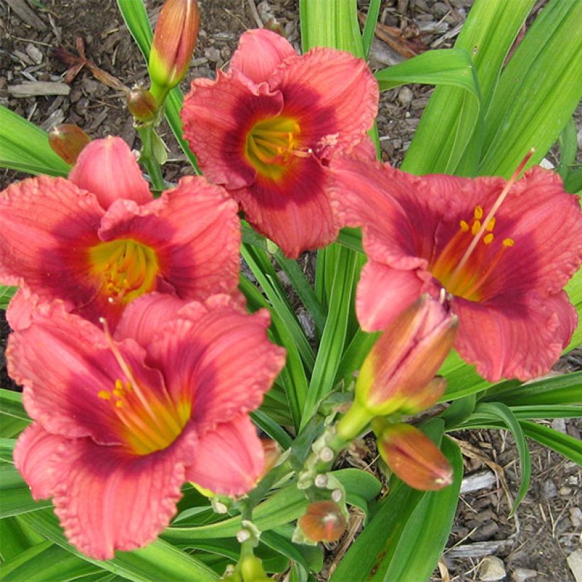 Hemerocallis Siloam Jim Cooper (Floración)
