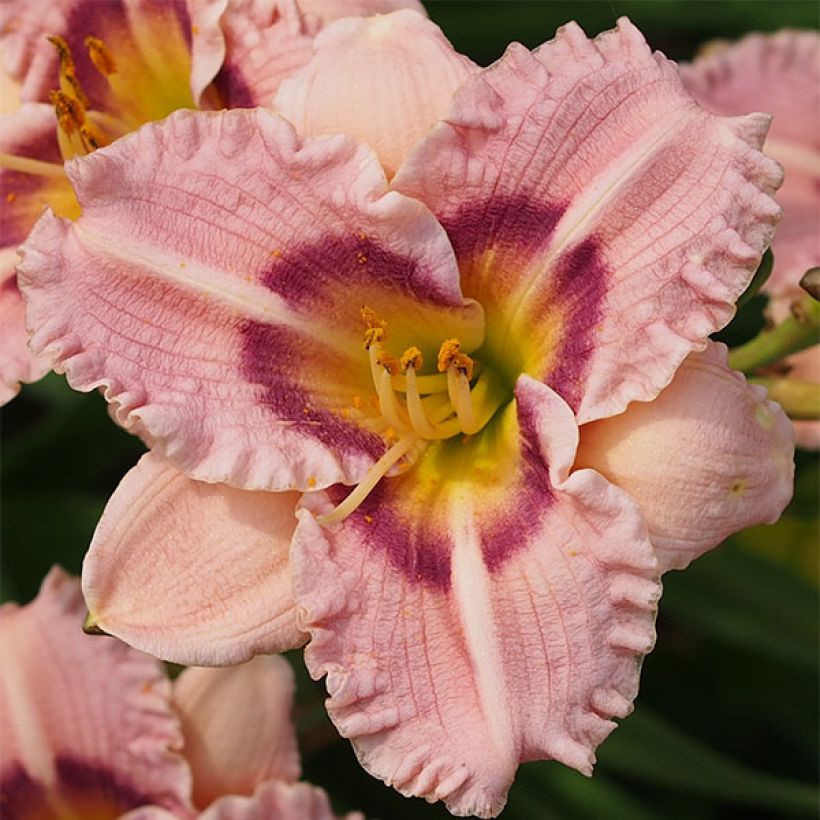 Hemerocallis Siloam Merle Kent (Floración)