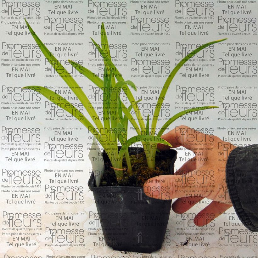 Ejemplo de ejemplar de Hemerocallis Siloam Ribbon Candy Maceta de 8/9 cm tal y como se entrega