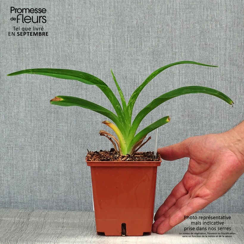 Ejemplar de Hemerocallis Siloam Virginia Henson Maceta 1L/1,5L entregado en verano