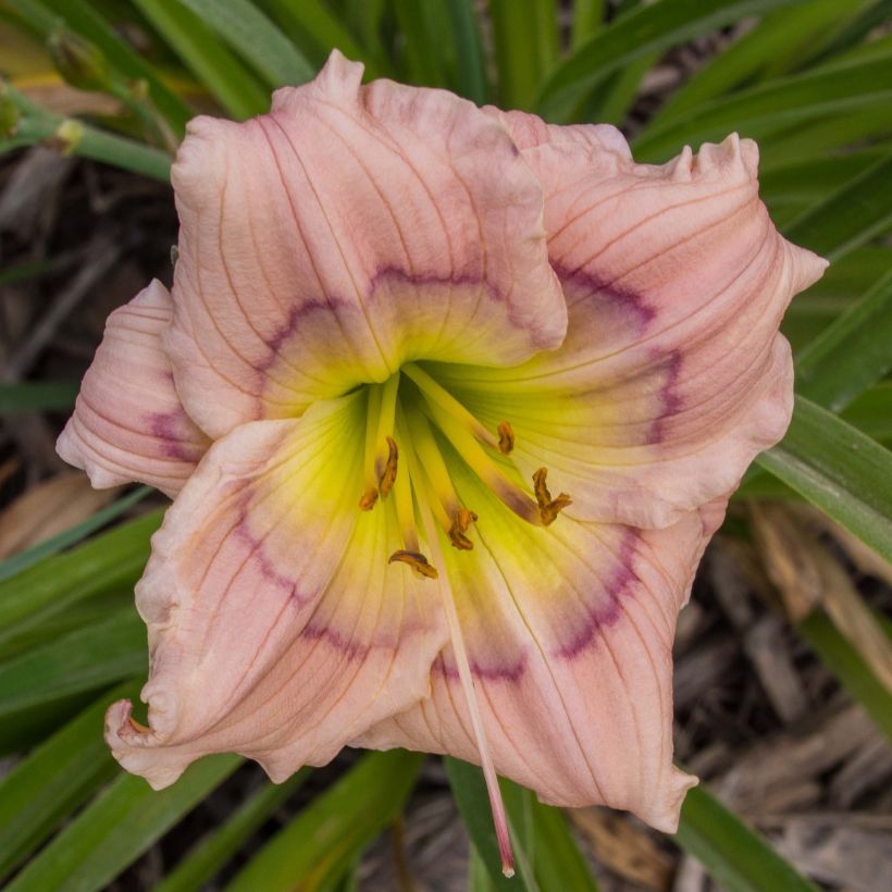 Hemerocallis Siloam David Kirchhoff (Floración)