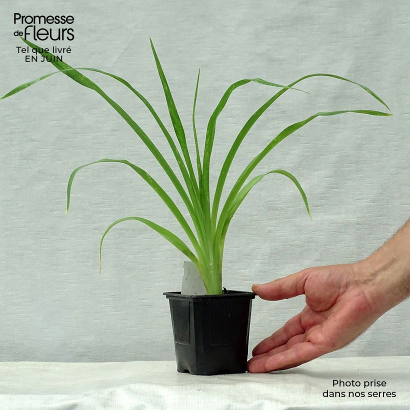 Ejemplar de Hemerocallis Snowy Apparition Maceta de 8/9 cm entregado en verano