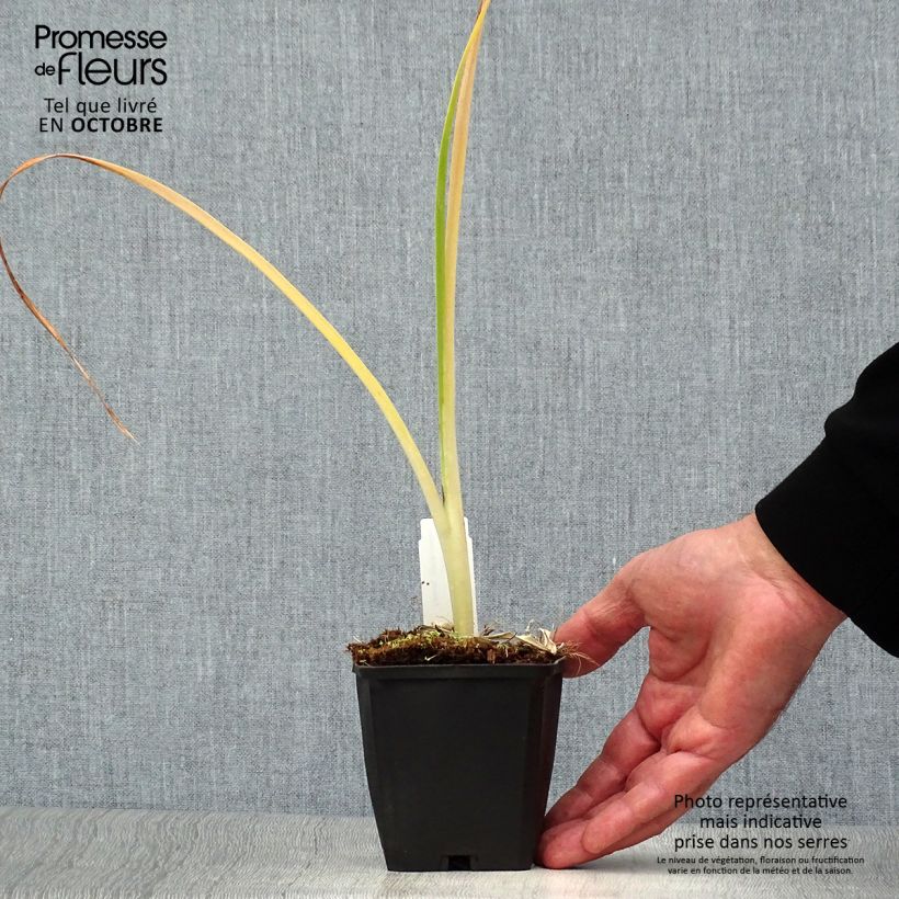 Ejemplar de Hemerocallis Snowy Apparition Maceta de 8/9 cm entregado en otoño