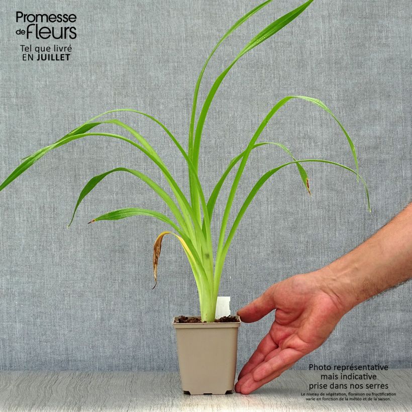 Ejemplar de Hemerocallis South Seas Maceta de 8/9 cm entregado en verano