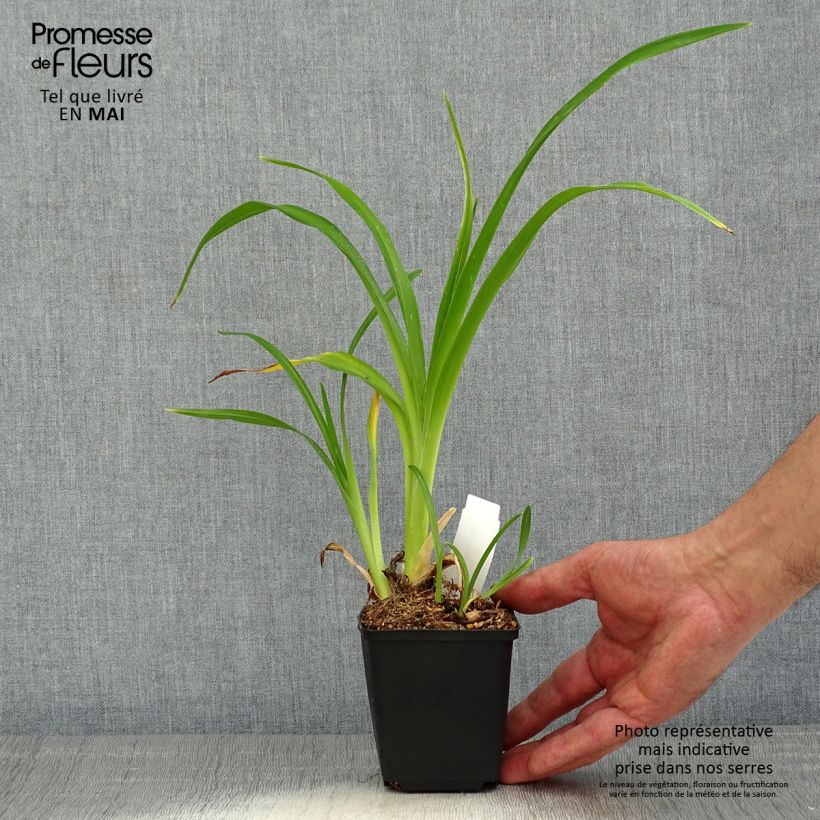 Hemerocallis Spacecoast Starburst Maceta de 8/9 cm Ejemplar entregado en la primavera