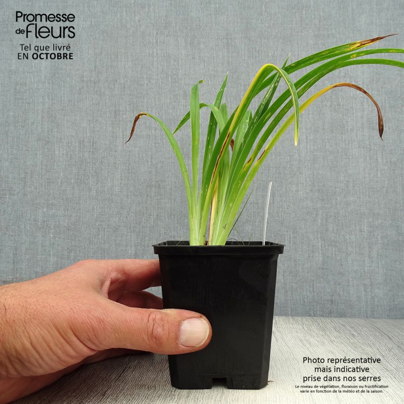 Ejemplar de Hemerocallis Strawberry Candy Maceta de 8/9 cm entregado en otoño