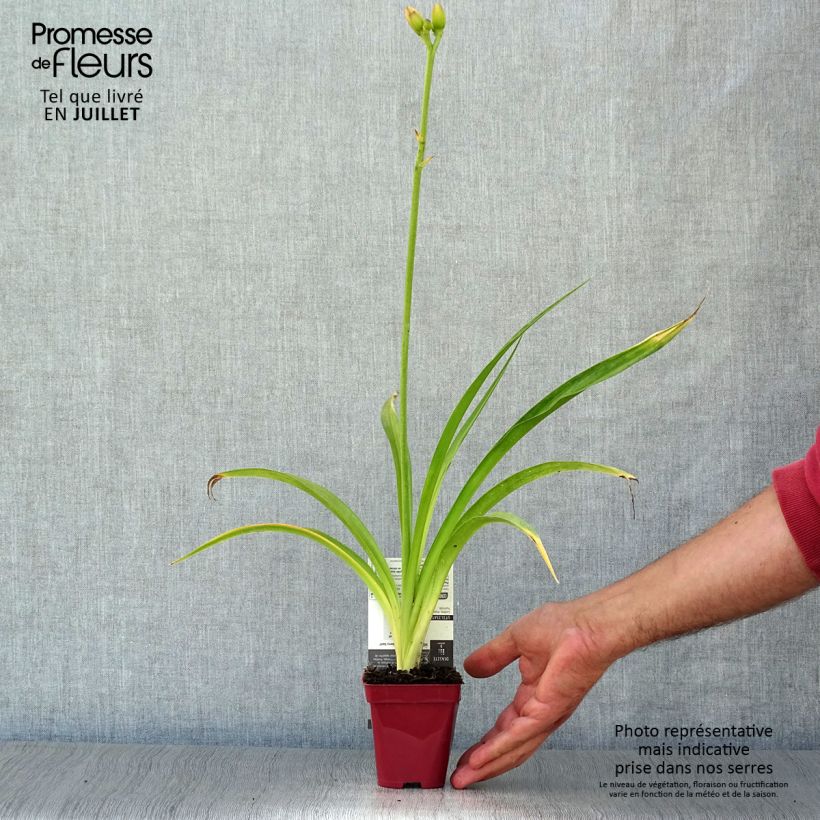 Ejemplar de Hemerocallis Strawberry Swirl Maceta de 8/9 cm entregado en verano