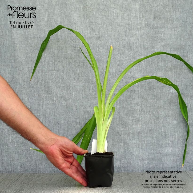 Ejemplar de Hemerocallis Strutter s Ball Maceta de 8/9 cm entregado en verano