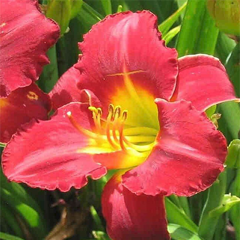 Hemerocallis Study in Scarlet (Floración)
