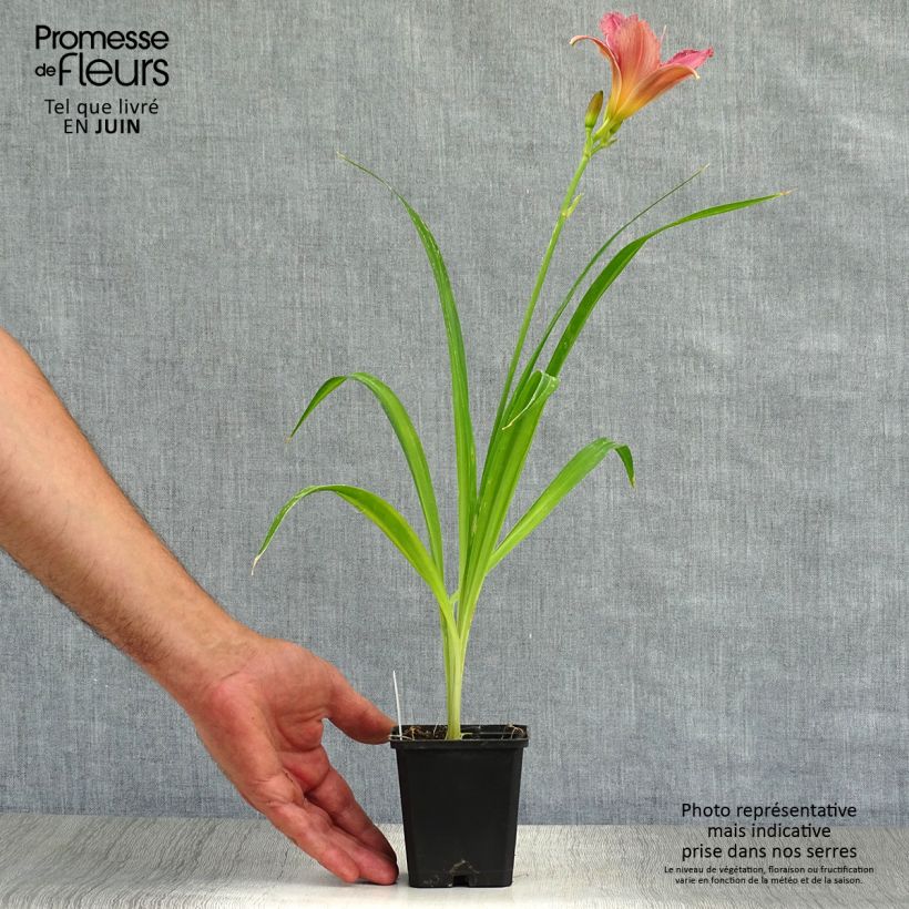 Ejemplar de Hemerocallis Summer Wine Maceta de 8/9 cm entregado en verano
