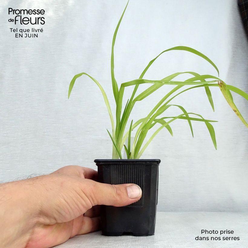 Ejemplar de Hemerocallis Thumbelina Maceta de 8/9 cm entregado en verano