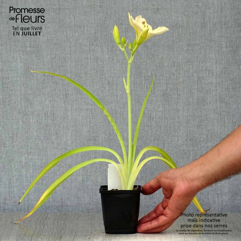 Ejemplar de Hemerocallis White Temptation Maceta de 8/9 cm entregado en verano