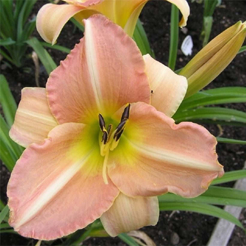 Hemerocallis Yasmin (Floración)