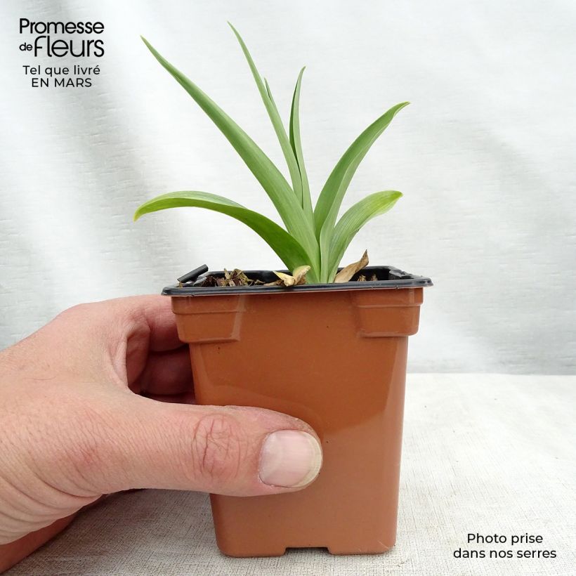 Hemerocalis Buttercup Maceta de 8/9 cm Ejemplar entregado en la primavera