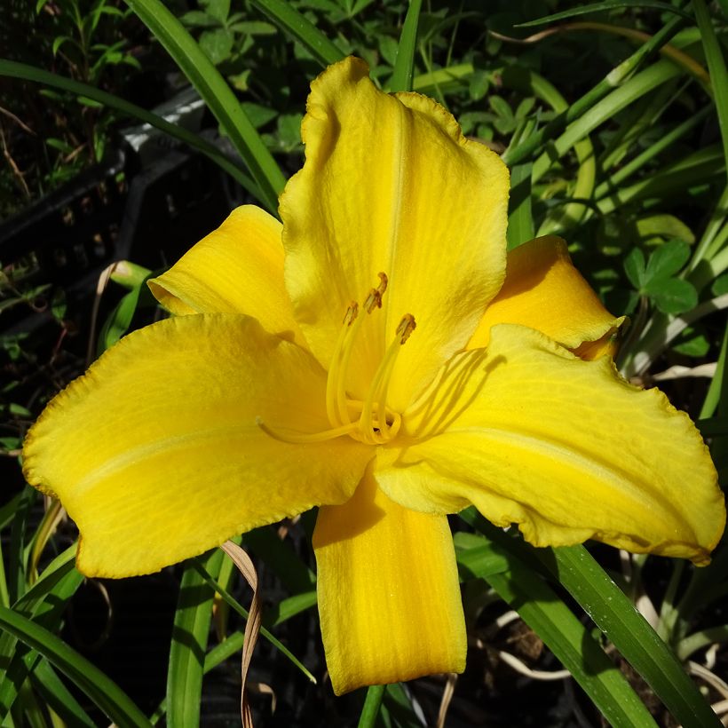 Hemerocalis Buttercup (Floración)