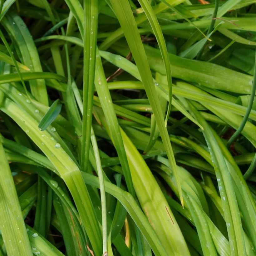 Hemerocallis Bonanza (Follaje)