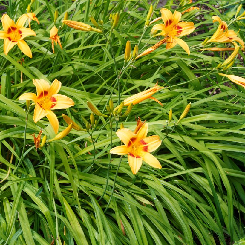Hemerocallis Bonanza (Porte)