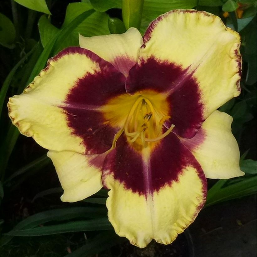Hemerocallis Calico Jack (Floración)