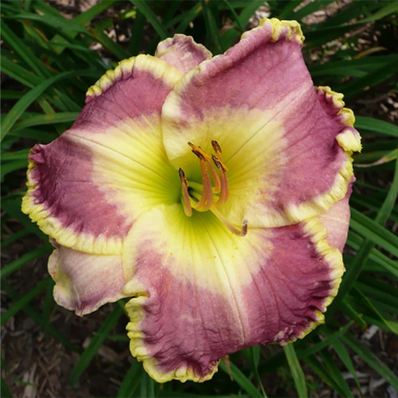 Hemerocallis Cape Breton (Floración)
