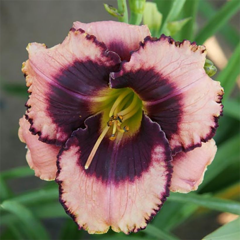 Hemerocallis Daring Deception (Floración)