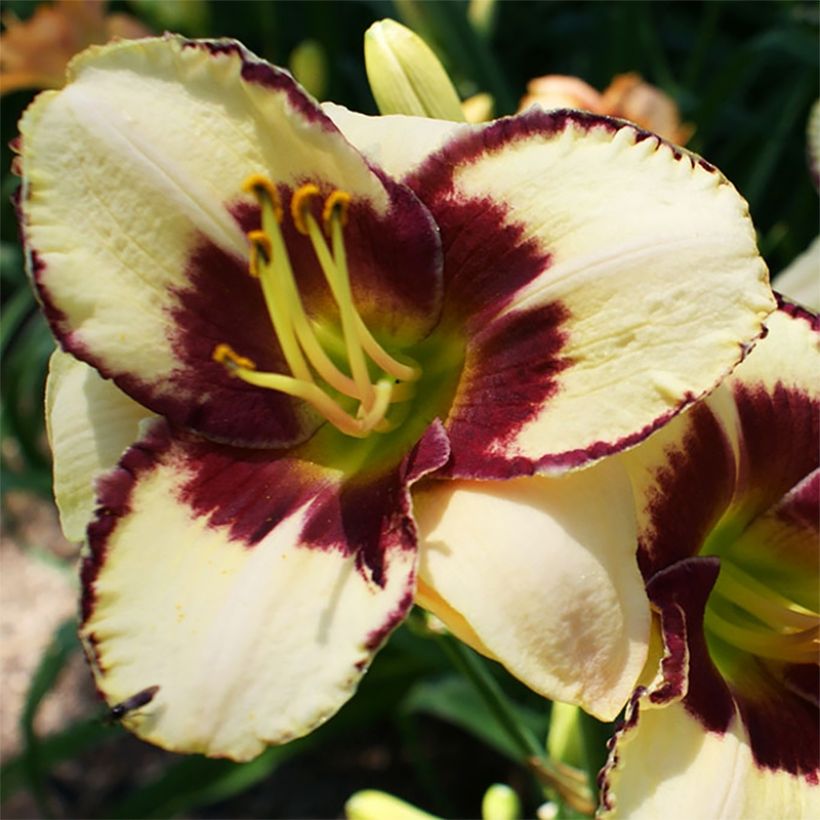 Hemerocallis Dream Legacy (Floración)