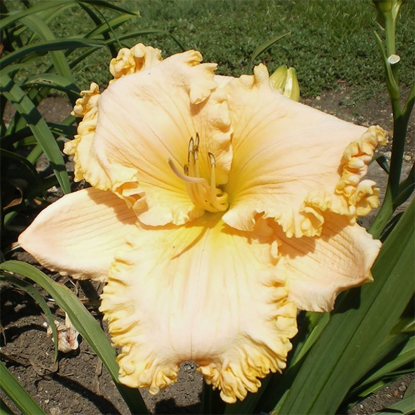 Hemerocallis Enchanted Forest (Floración)