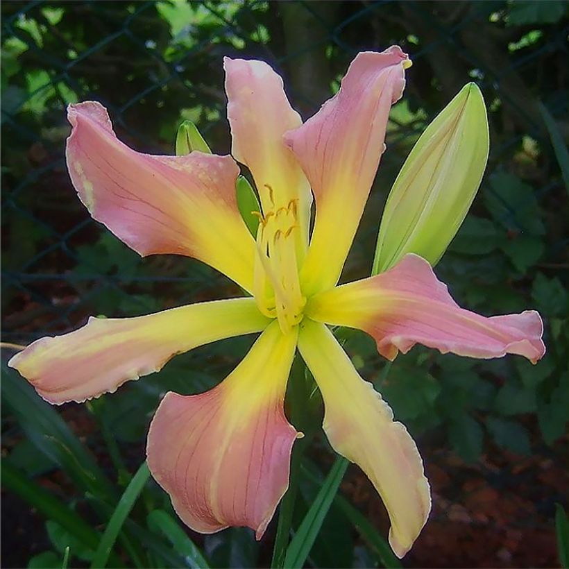 Hemerocallis Flight of The Dragon (Floración)