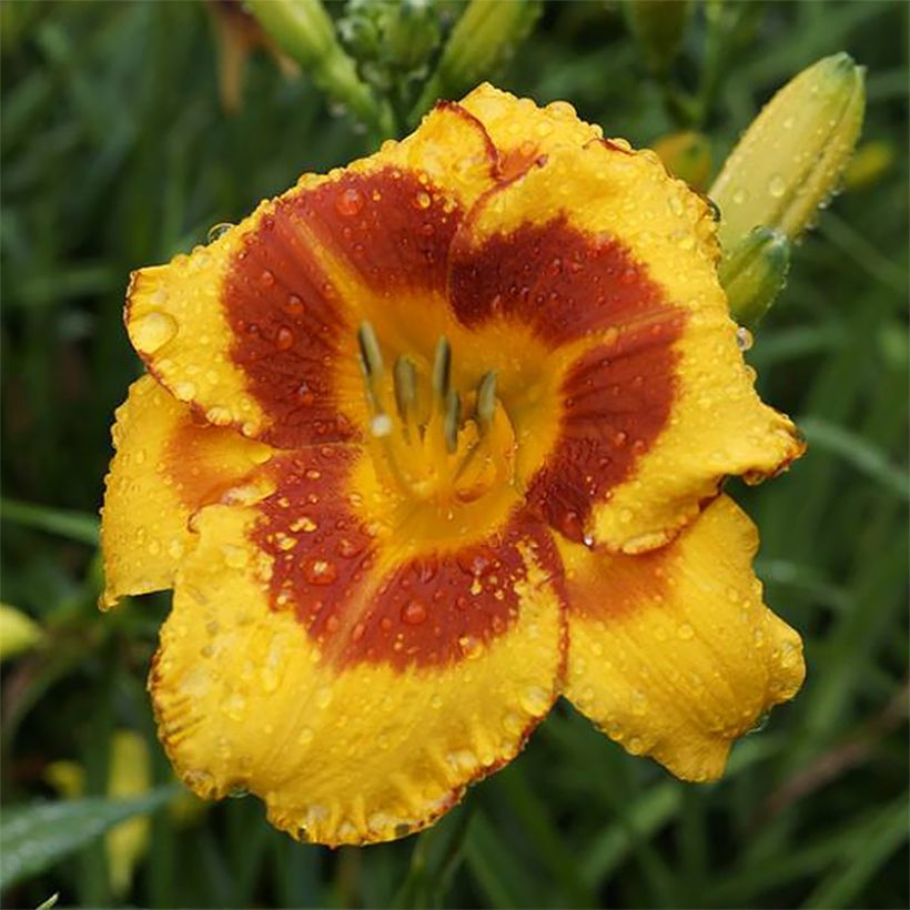 Hemerocallis Fooled Me (Floración)