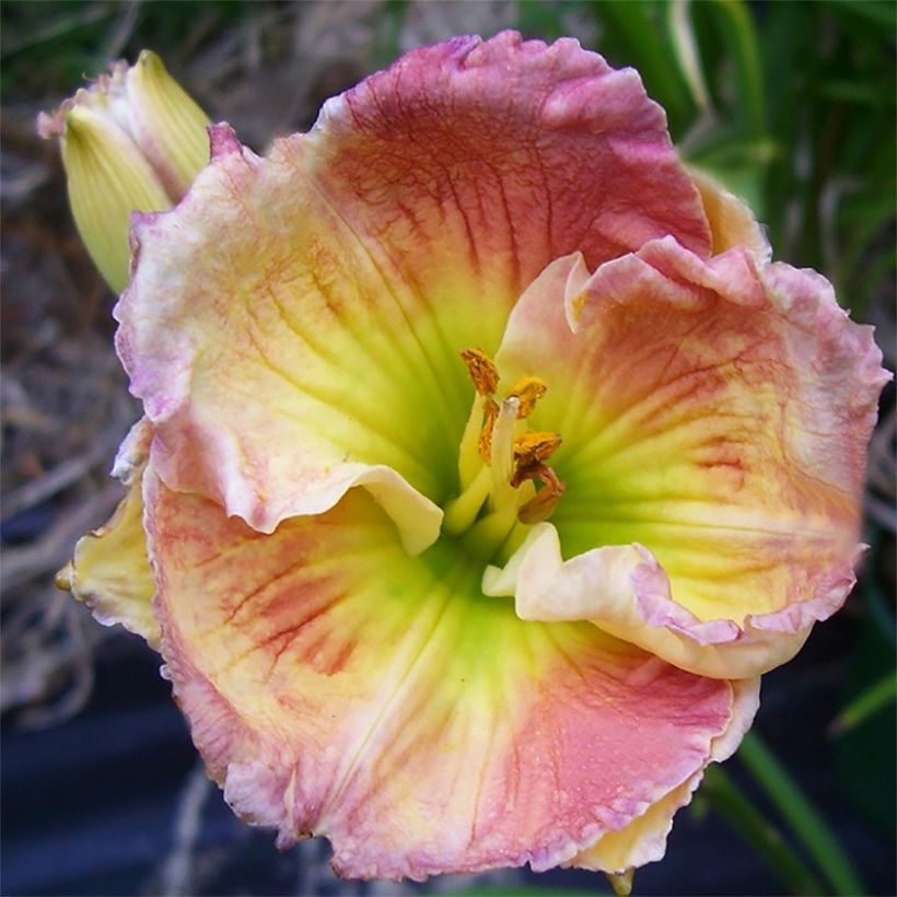 Hemerocallis Indy Reflections (Floración)