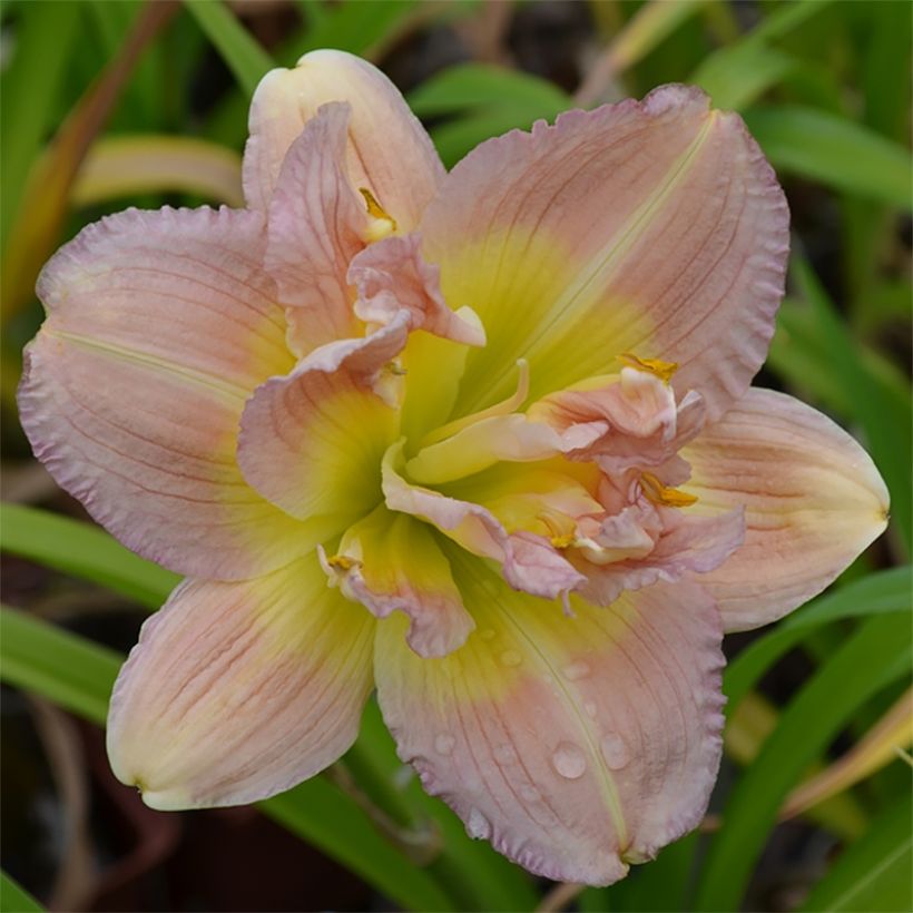 Hemerocallis Nagasaki (Floración)