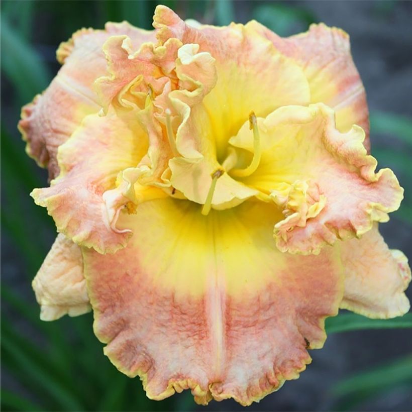 Hemerocallis Nature's Crown (Floración)