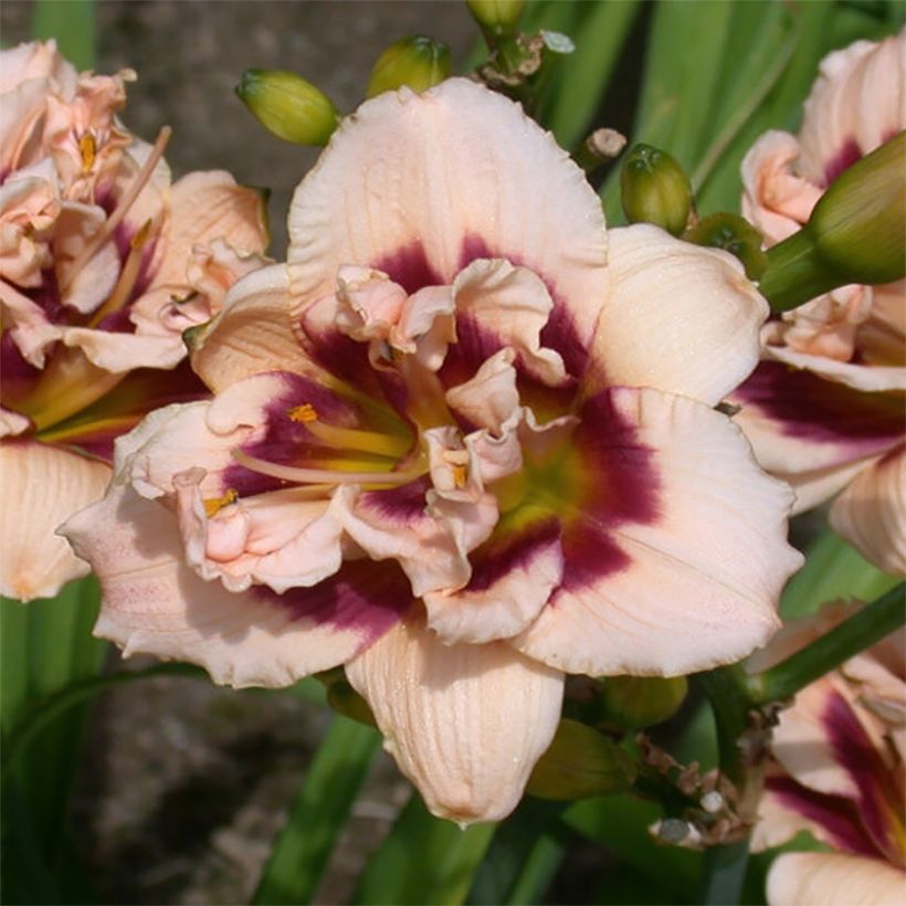 Hemerocallis Roswitha (Floración)