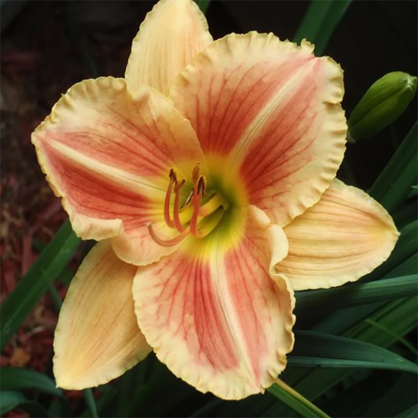 Hemerocallis Veins of Truth (Floración)