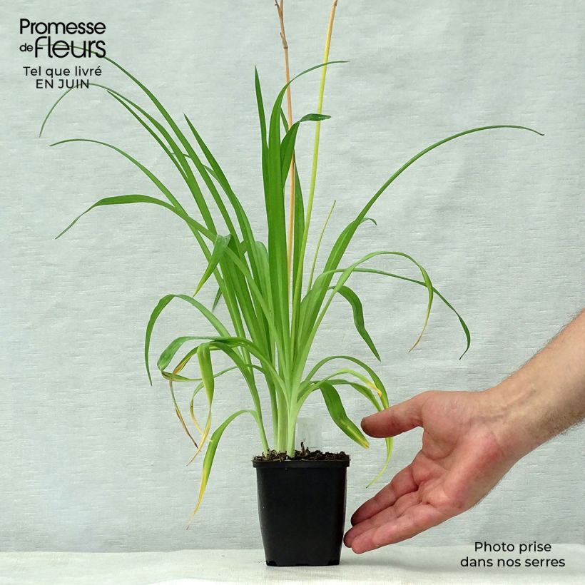 Ejemplar de Hemerocallis middendorffii Maceta de 8/9 cm entregado en verano