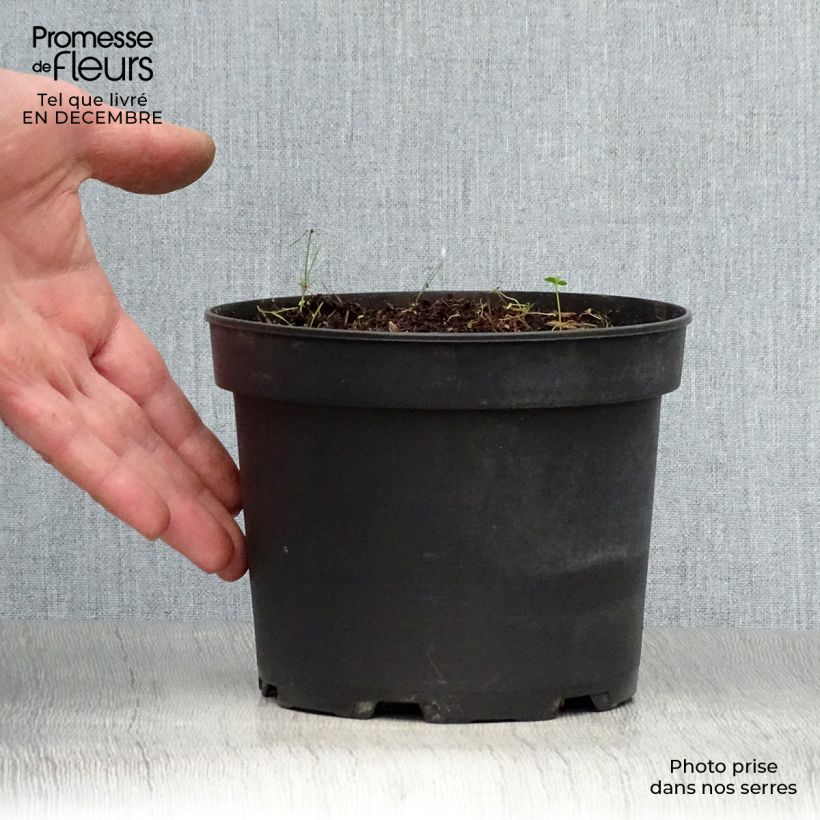 Hemerocallis middendorffii Maceta 2L/3L Ejemplar entregado en invierno
