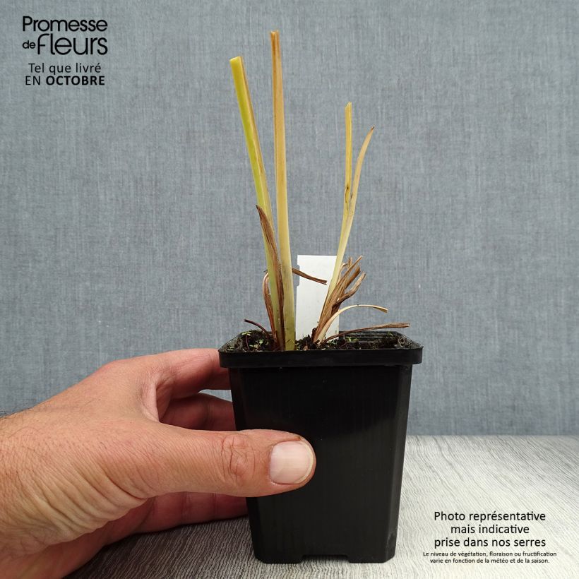 Ejemplar de Hemerocallis middendorffii Maceta de 8/9 cm entregado en otoño