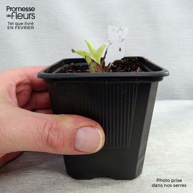 Hemerocallis Patricia Jojo Maceta de 8/9 cm Ejemplar entregado en invierno