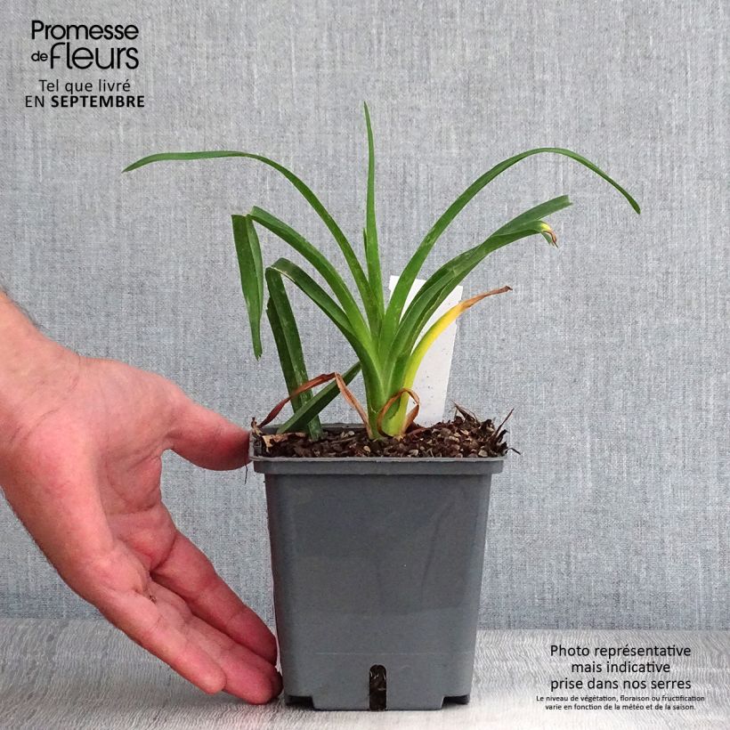 Ejemplar de Hemerocallis Chardonnay Maceta 1L/1,5L entregado en otoño