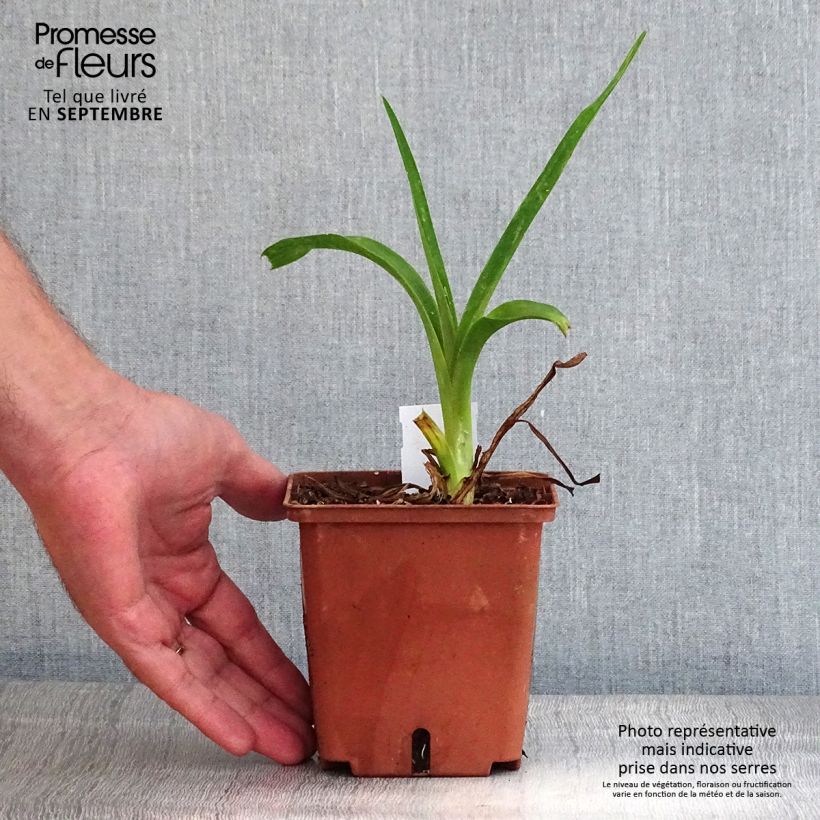 Ejemplar de Hemerocallis Poogie Maceta 1L/1,5L entregado en otoño