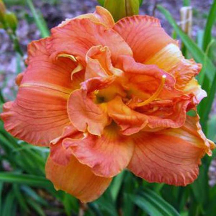 Hemerocallis Rose Corsage (Floración)