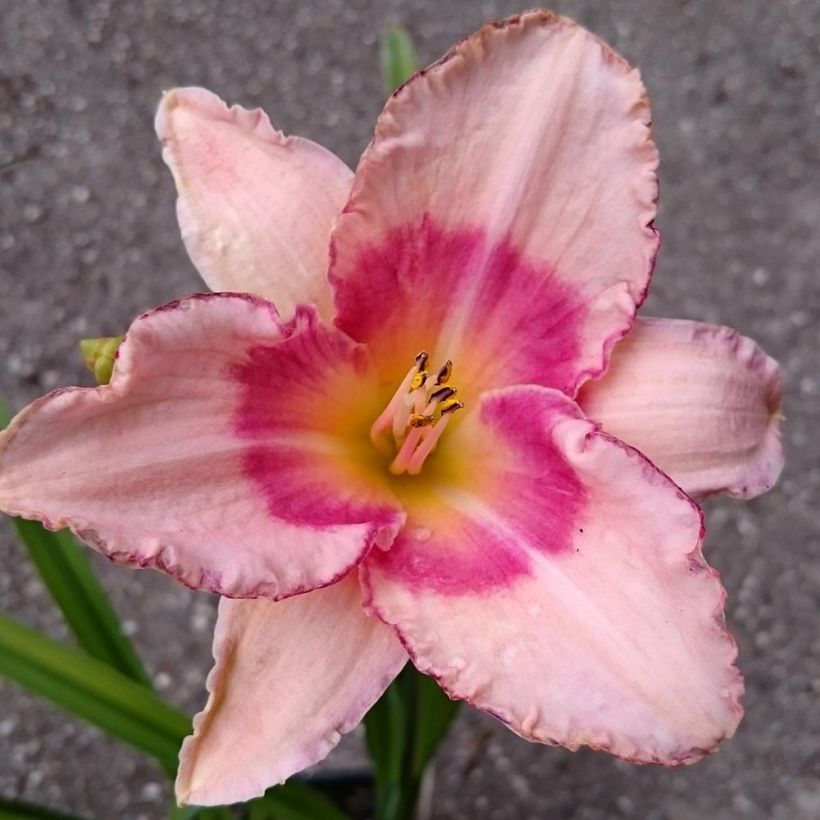 Hemerocallis Strawberry Fields For Ever (Floración)