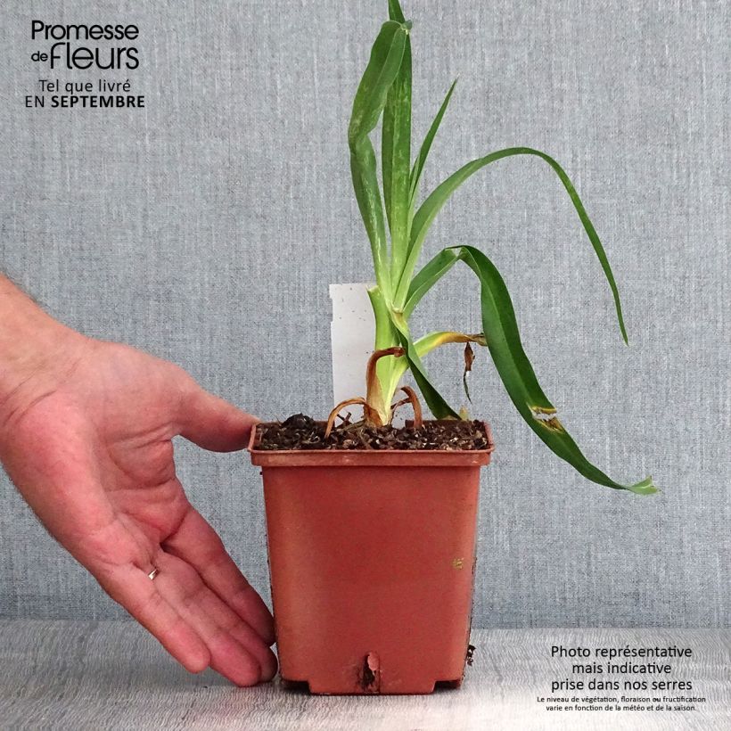 Ejemplar de Hemerocallis Startle Maceta 1L/1,5L entregado en otoño