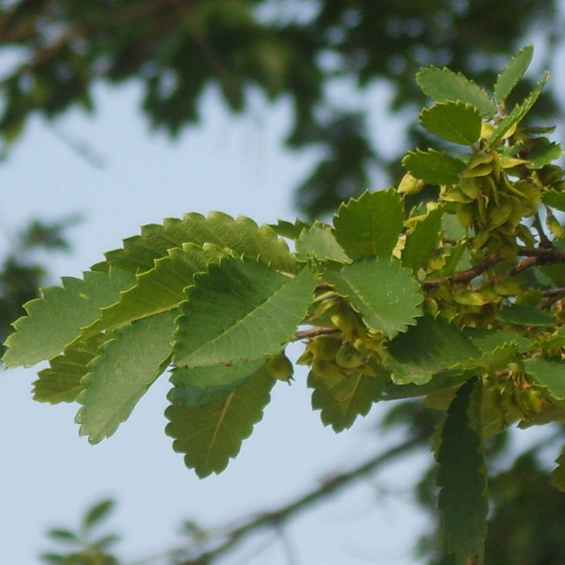 Hemiptelea davidii - Olmo Chino (Follaje)